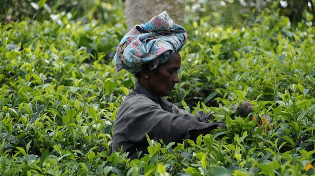 femme qui travaille le thé au Sri Lanka