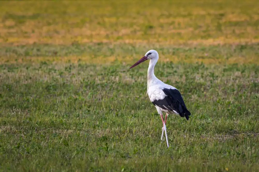 Cigogne blanche dans une rizière
