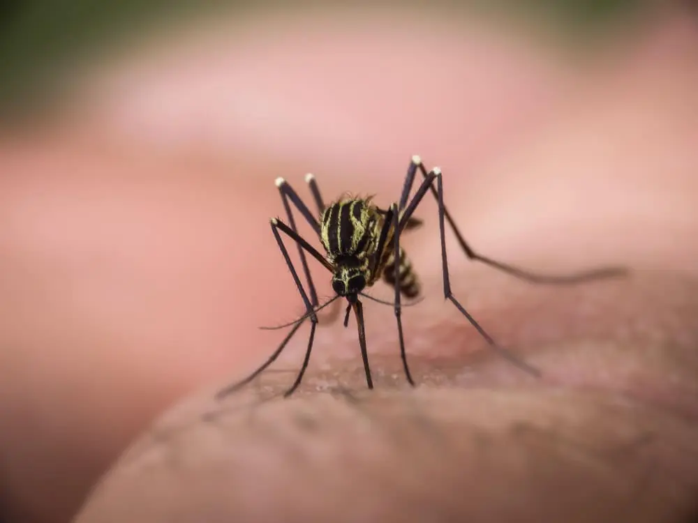 Moustique exotique présent aux fidji