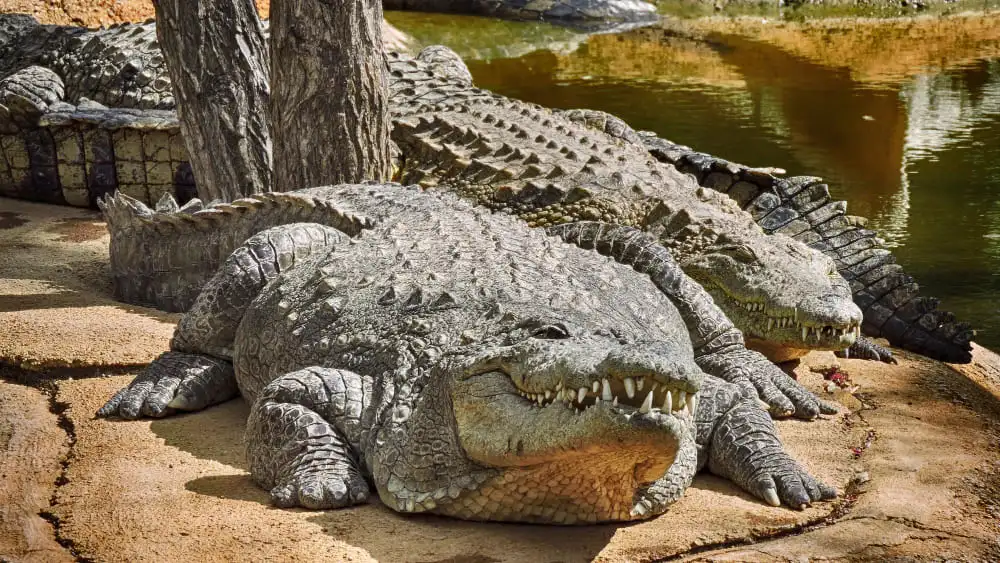 crocodile d'eau salée au fidji