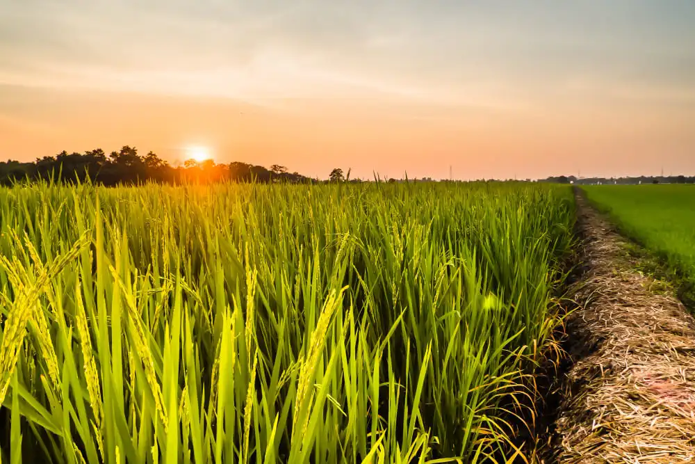 coucher de soleil sur un Arrozais