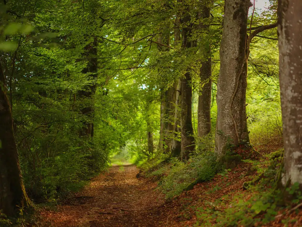 forêt cédraie de Horsh Ehden