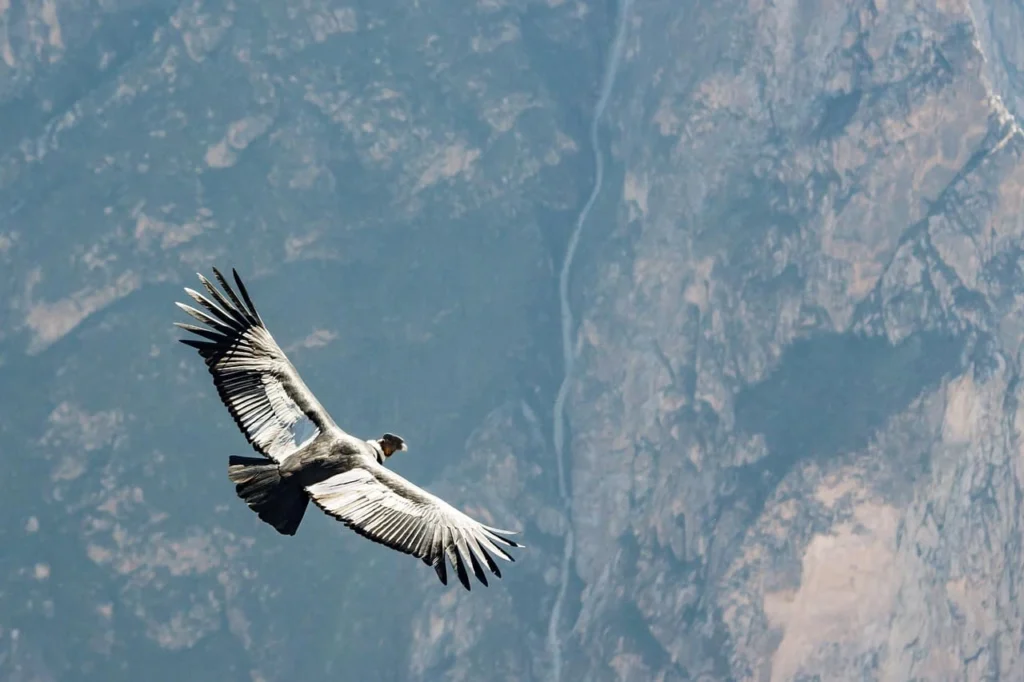 Condor des andes