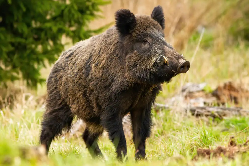 Sanglier dans la Réserve naturelle de Horsh Ehden