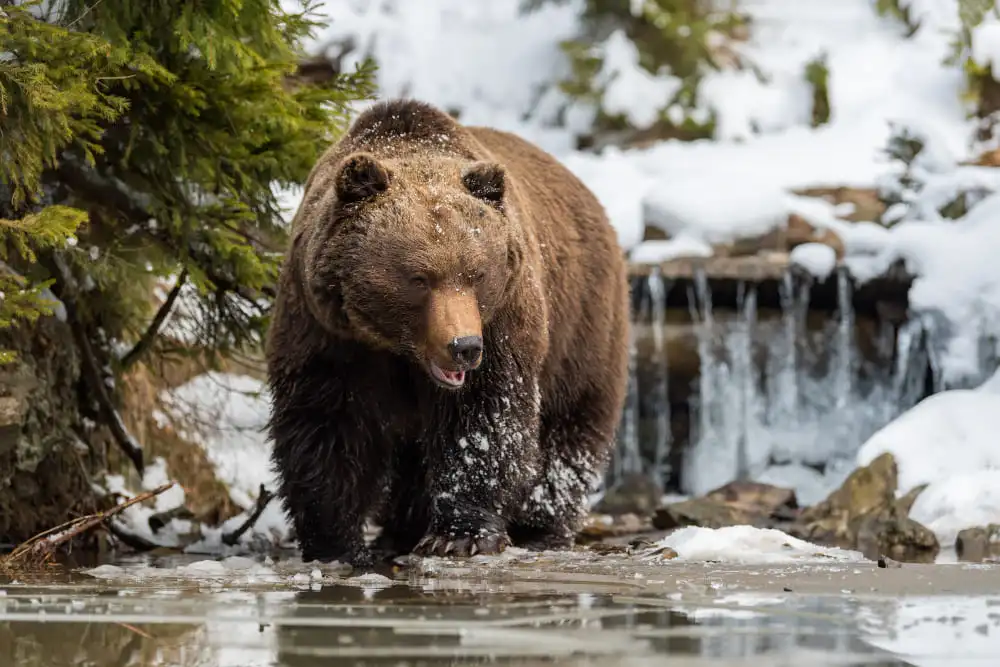 Un ours dans une forêt de Colombie-Britannique au Canada