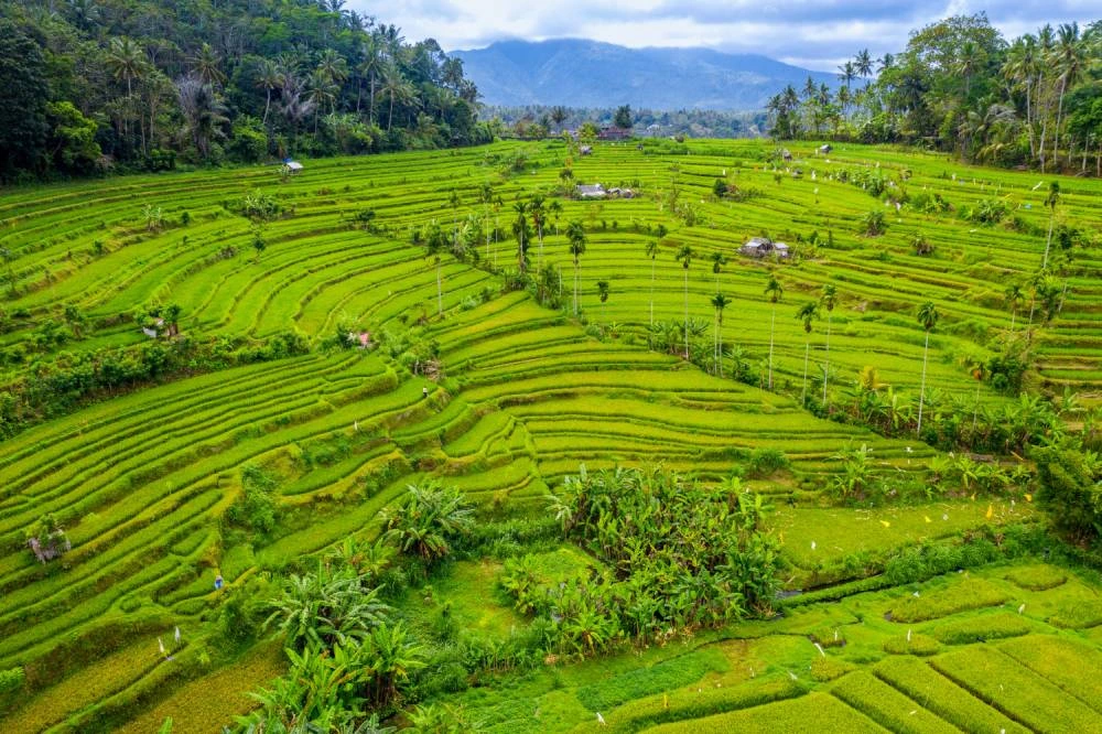 Voyager avec une agence locale à Bali